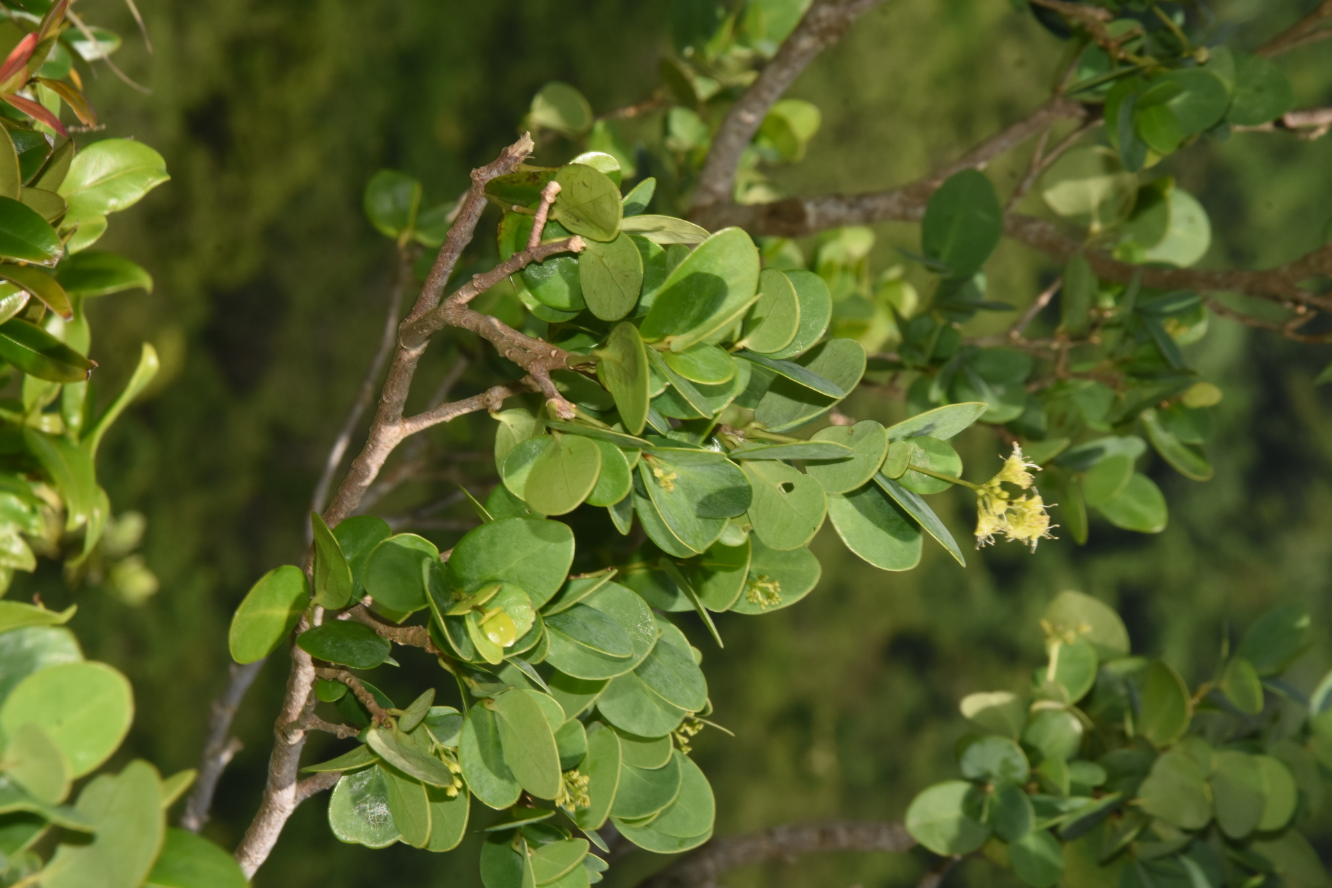 Guapira suborbiculata (Hemsl. ex Duss) Lundell - Photo Bivouac Naturaliste
